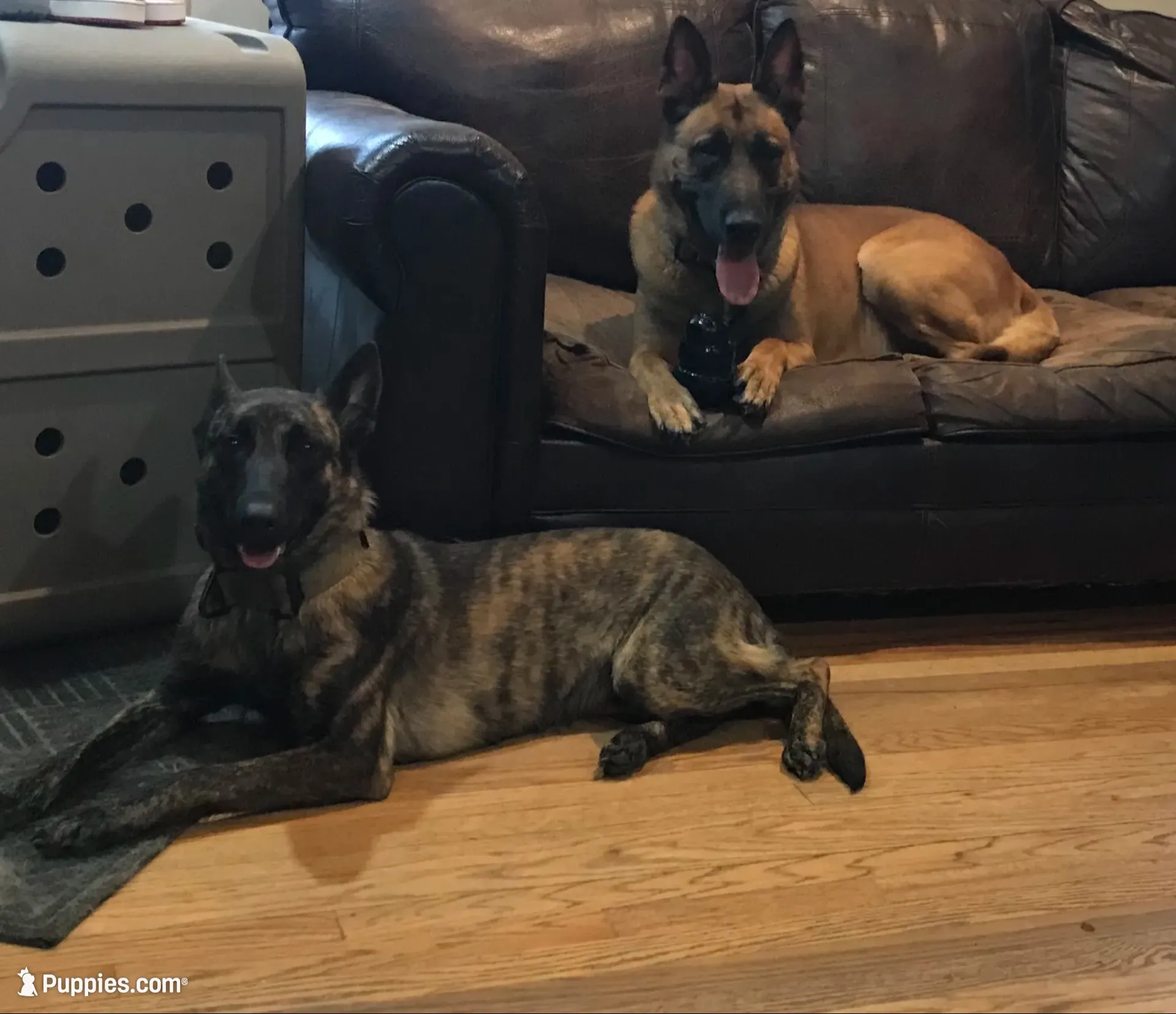 Brick X Kili Male 1, a male Belgian Malinois and Dutch Shepherd for sale in Bloomington, IN – 6 of 7