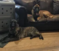 Brick X Kili Male 1, a male Dutch Shepherd for sale in Bloomington, IN – 2 of 4