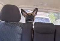 Brick X Kili Male 1, a male Belgian Malinois and Dutch Shepherd for sale in Bloomington, IN – 4 of 7