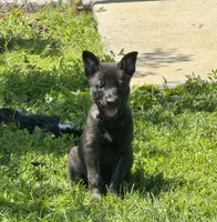 Brick X Kili female , a female Dutch Shepherd for sale in Bloomington, IN – 6 of 6