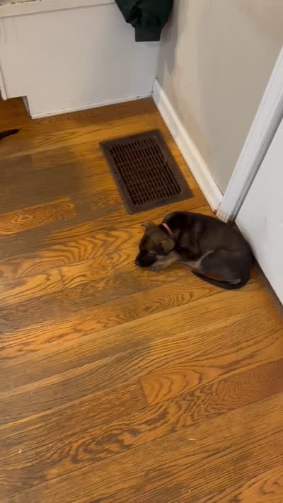 Brick X Kili male, a male Dutch Shepherd for sale in Bloomington, IN – 5 of 6