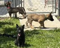 Brick X Kili female , a female Dutch Shepherd for sale in Bloomington, IN – 2 of 6