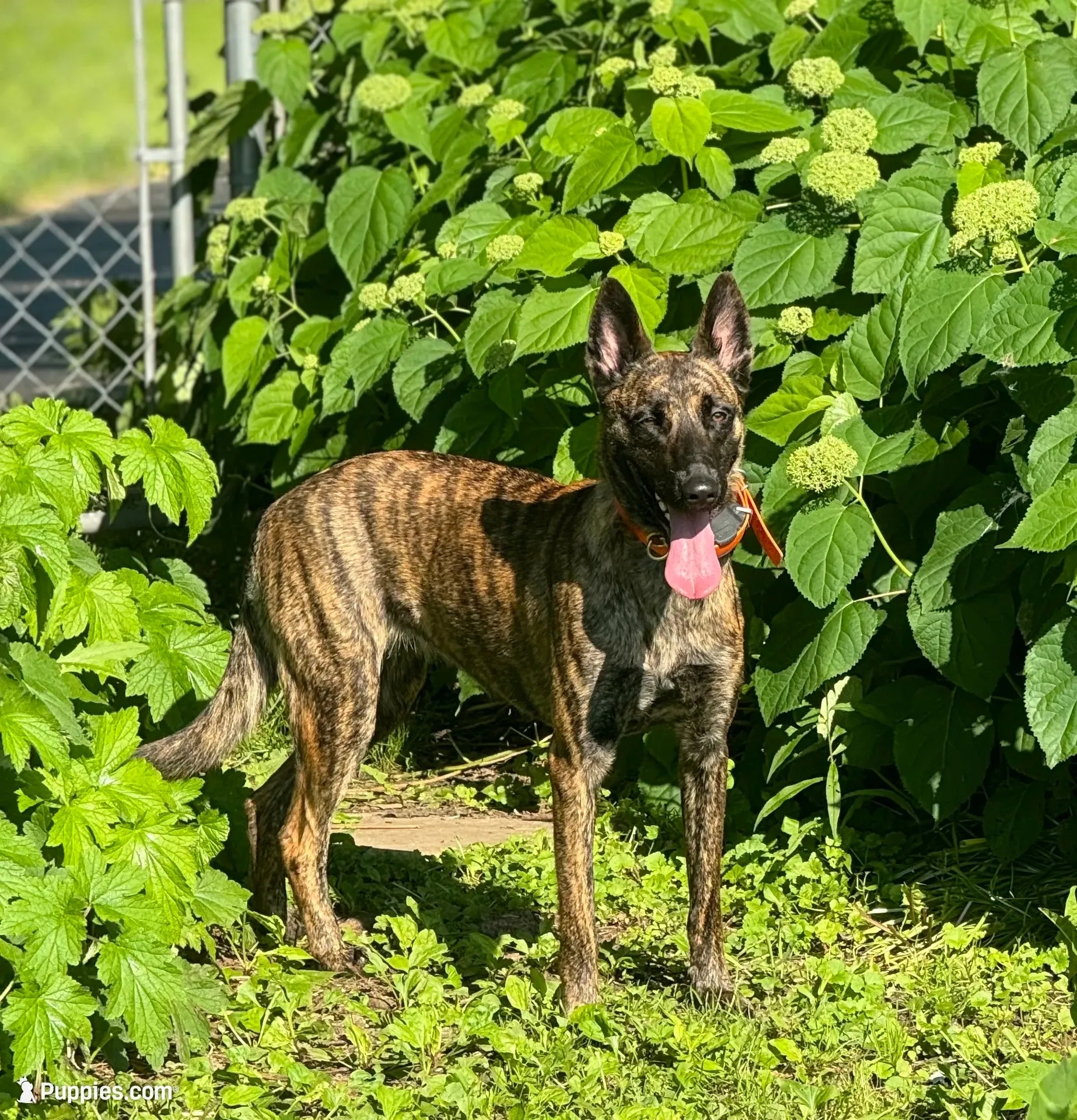 Brick X Kili Male 1, a male Belgian Malinois and Dutch Shepherd for sale in Bloomington, IN – 7 of 7
