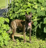 Brick X Kili female , a female Dutch Shepherd for sale in Bloomington, IN – 5 of 6