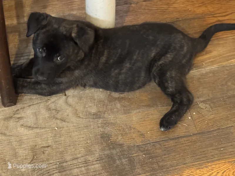 Brick X Killi Male 3 – Belgian Malinois, Dutch Shepherd puppy for sale in Bloomington, IN