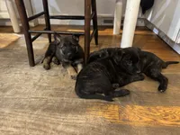 Brick X Killi Male 3, a male Belgian Malinois and Dutch Shepherd for sale in Bloomington, IN – 3 of 7