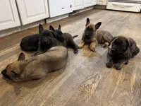 Brick X Killi Male 3, a male Belgian Malinois and Dutch Shepherd for sale in Bloomington, IN – 5 of 7