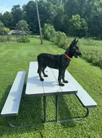 Orange , a female Belgian Malinois and Dutch Shepherd for sale in Bloomington, IN – 3 of 3