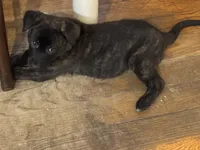 Brick X Kili male, a male Dutch Shepherd for sale in Bloomington, IN – 2 of 6