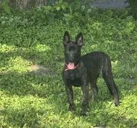 Orange , a female Belgian Malinois and Dutch Shepherd for sale in Bloomington, IN – 2 of 3