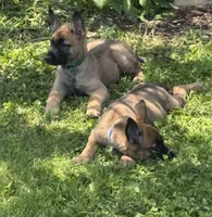 Brick X Kili Male 1, a male Dutch Shepherd for sale in Bloomington, IN – 4 of 4