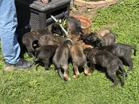 Brick X Killi Male 3, a male Belgian Malinois and Dutch Shepherd for sale in Bloomington, IN – 2 of 7