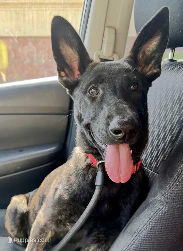 Orange  – Belgian Malinois, Dutch Shepherd puppy for sale in Bloomington, IN