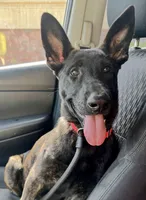 Orange , a female Belgian Malinois and Dutch Shepherd for sale in Bloomington, IN – 1 of 3