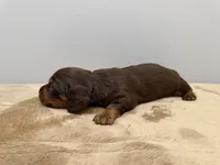 Brown Boy, a male Miniature Dachshund for sale in Bluffton, SC – 4 of 4