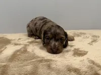 Dapple Boy, a male Miniature Dachshund for sale in Bluffton, SC – 2 of 3