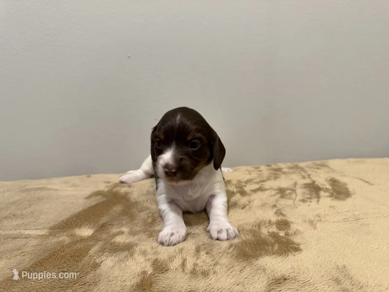 Millie – Miniature Dachshund puppy on hold in Beaufort, SC