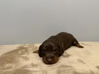 Brown Boy, a male Miniature Dachshund for sale in Bluffton, SC – 2 of 4