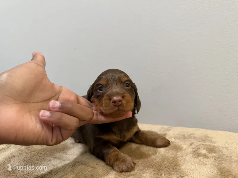Brown Boy – Miniature Dachshund puppy for sale in Bluffton, SC