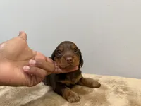 Brown Boy, a male Miniature Dachshund for sale in Bluffton, SC – 1 of 4