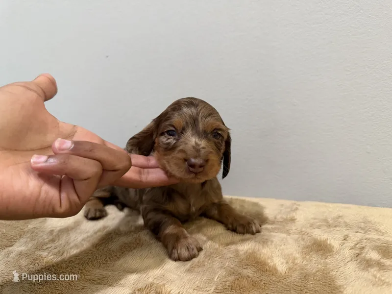 Dapple Boy – Miniature Dachshund puppy for sale in Bluffton, SC