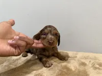 Dapple Boy, a male Miniature Dachshund for sale in Bluffton, SC – 1 of 3