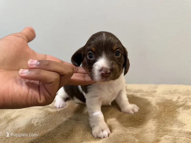 Spotted Girl – Miniature Dachshund puppy for sale in Bluffton, SC