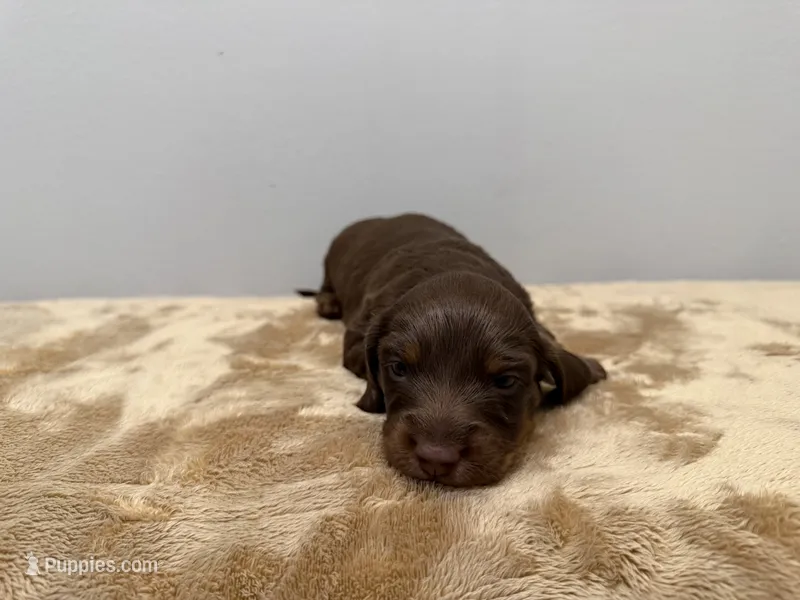Brown Girl – Miniature Dachshund puppy for sale in Bluffton, SC