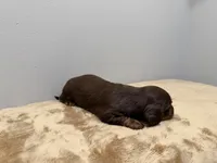 Brown Girl, a female Miniature Dachshund for sale in Bluffton, SC – 2 of 3
