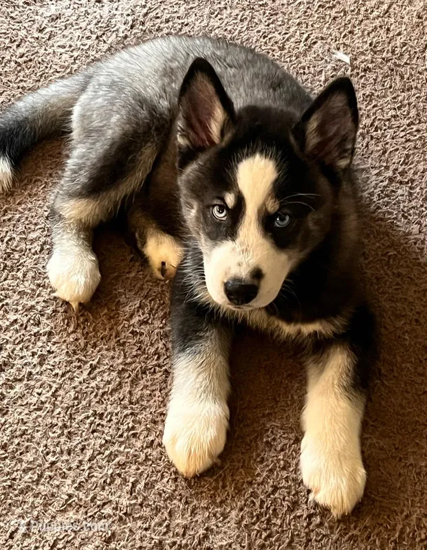 Kobe – Siberian Husky puppy for sale in Harper Woods, MI