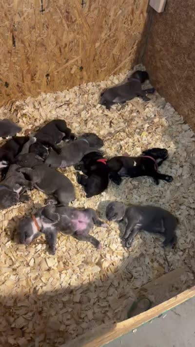 Facility video