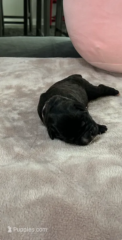 Light Pink Girl – Cane Corso puppy for sale in Blythewood, SC