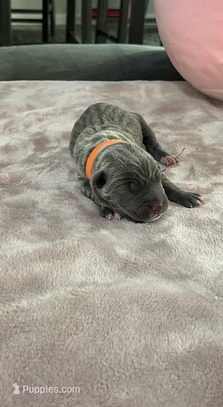 Orange Boy – Cane Corso puppy for sale in Blythewood, SC