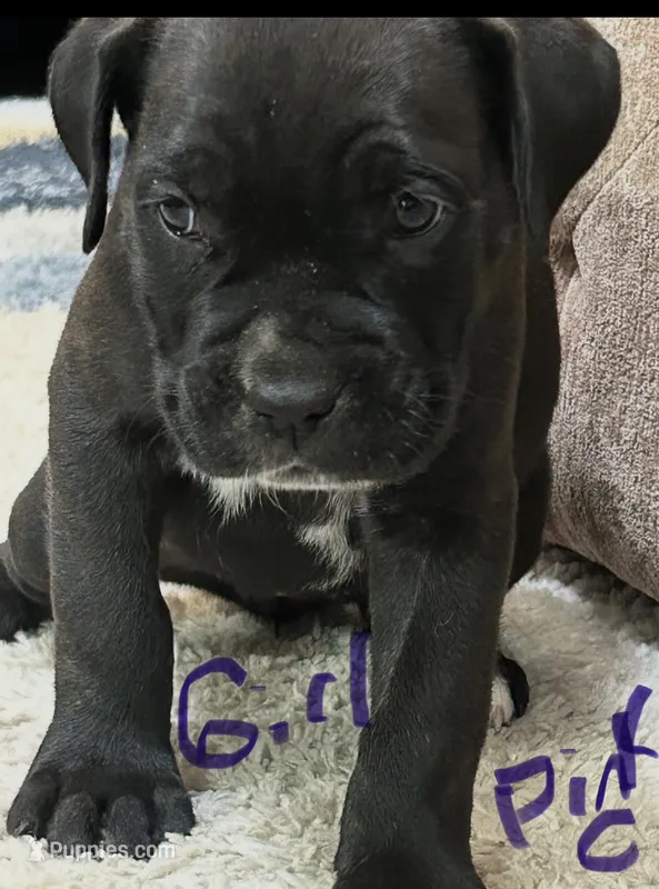 Pink Collar – Cane Corso puppy for sale in Blythewood, SC