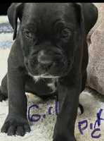 Pink Collar, a female Cane Corso for sale in Blythewood, SC – 1 of 3