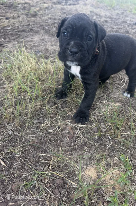 White Girl – Cane Corso puppy for sale in Blythewood, SC
