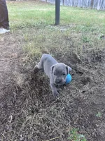 Black Collar, a female Cane Corso for sale in Blythewood, SC – 2 of 2
