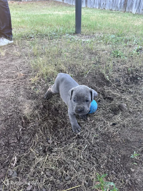 Black Girl – Cane Corso puppy for sale in Blythewood, SC