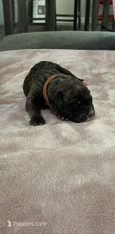 Brown Boy – Cane Corso puppy for sale in Blythewood, SC