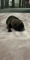 Tan Collar, a male Cane Corso for sale in Blythewood, SC – 3 of 3