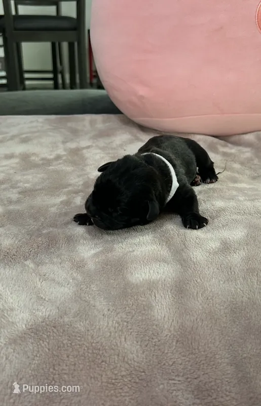 White Girl – Cane Corso puppy for sale in Blythewood, SC