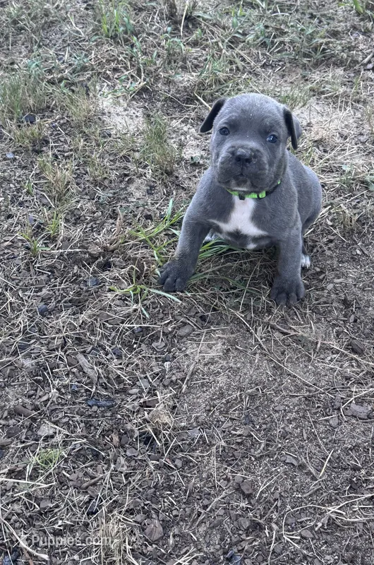 Green Boy – Cane Corso puppy for sale in Blythewood, SC