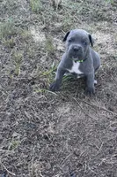 Deep Green Collar, a male Cane Corso for sale in Blythewood, SC – 2 of 3