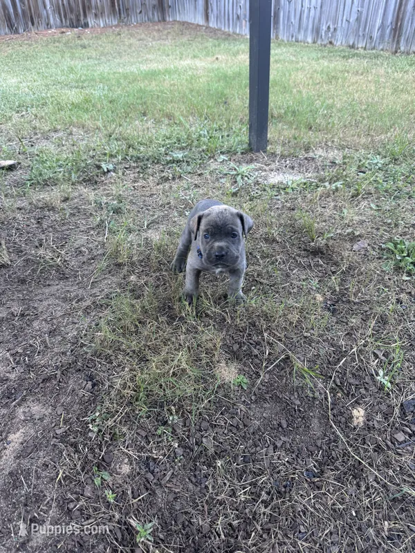Dark Blue Girl – Cane Corso puppy for sale in Blythewood, SC