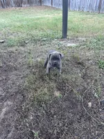 Gray Collar, a female Cane Corso for sale in Blythewood, SC – 2 of 3