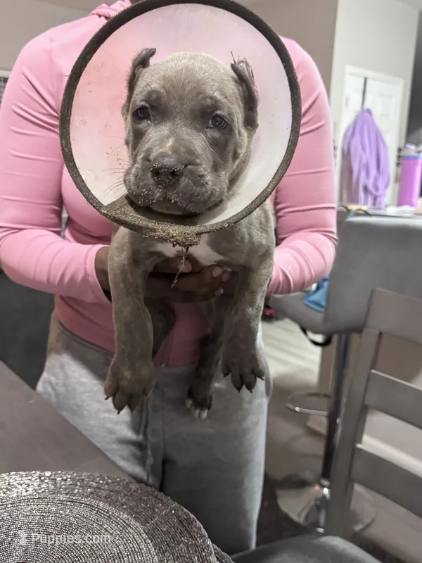 Black Collar – Cane Corso puppy for sale in Blythewood, SC