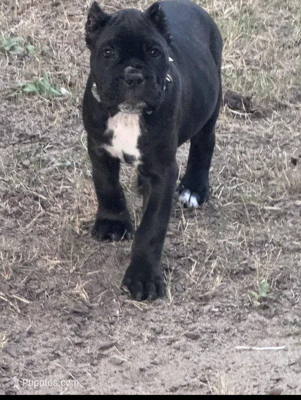Pink Collar – Cane Corso puppy on hold in Blythewood, SC