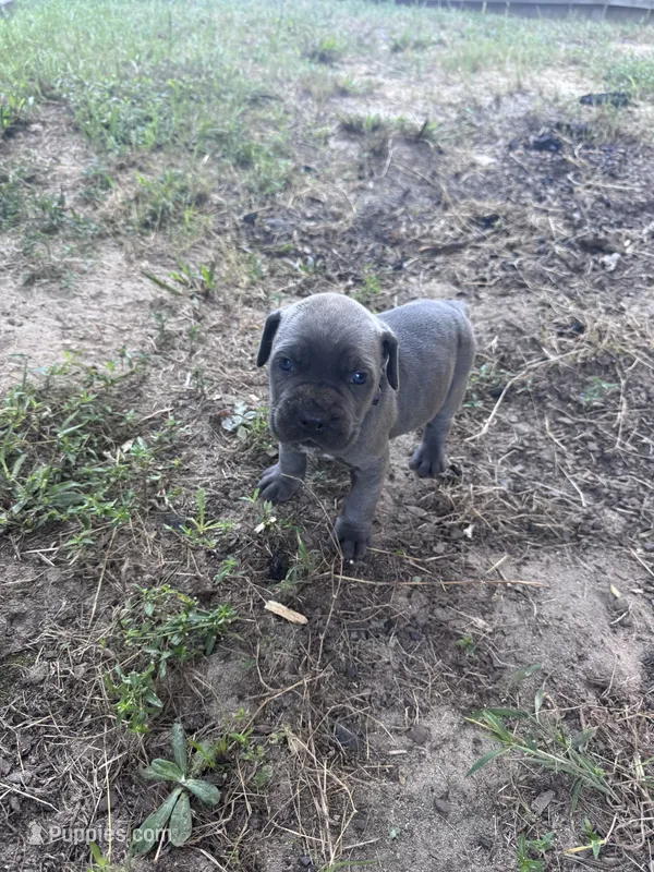 Yellow Boy – Cane Corso puppy for sale in Blythewood, SC