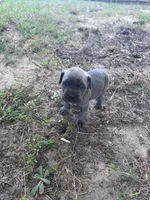 Purple Collar, a male Cane Corso for sale in Blythewood, SC – 2 of 3