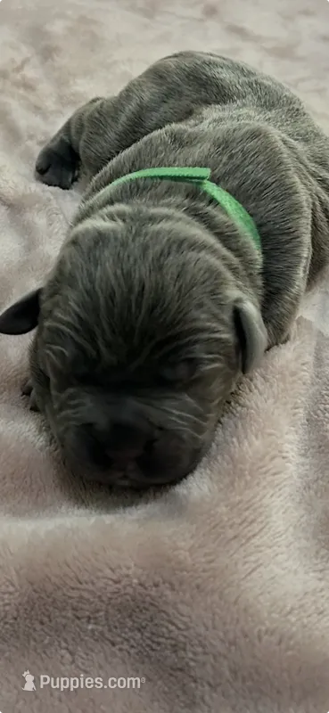 Green Boy – Cane Corso puppy for sale in Blythewood, SC
